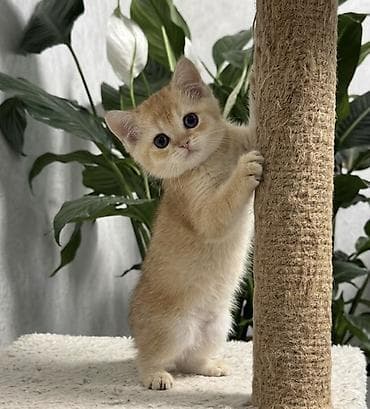 сфинкс кошки: Британский короткошёрстный котёнок, окрас «голден» (тёплый — 4
