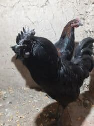 продажа щенков немецкой овчарки с документами в бишкеке: Ухейлу чистый петушок маладой толка начил пет 1ш прашу 2000сом — 3