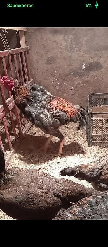 продаю курицы: Продаю | Петух | Бойцовая | Для разведения — 3