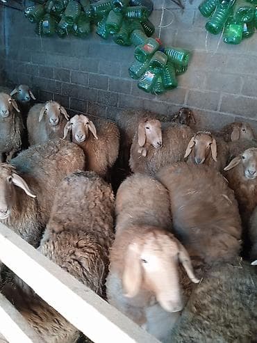 калифорнийский черви: Продаю | Овца (самка) | Для разведения | Матка — 3