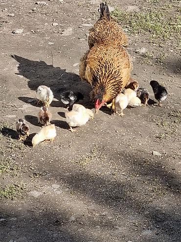 гуси линда: Продаю | Цыплята | Домашняя | Для разведения — 2