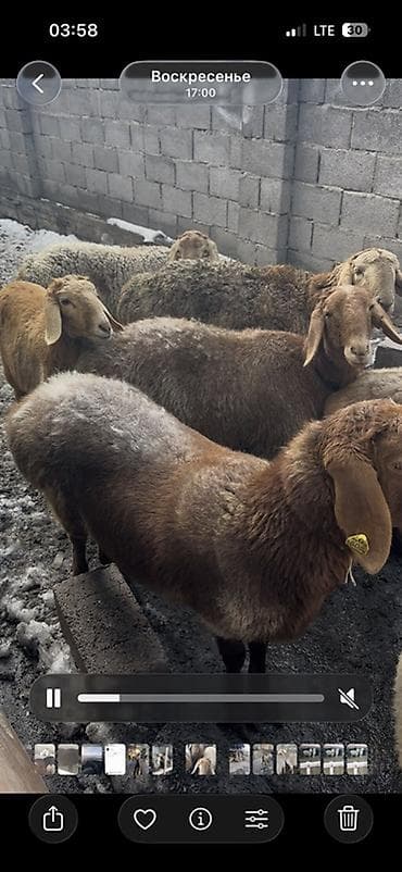 Птицы: Продаю | Овца (самка) | Для разведения | Матка — 5