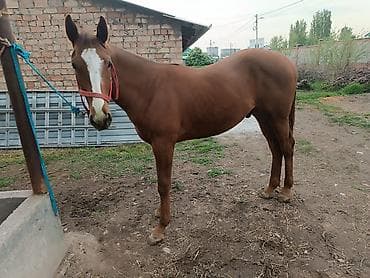 тайлар: Продаю | Жеребенок | Английская | Конный спорт — 1