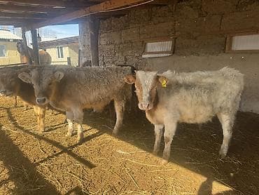 улар сатылат: Сатам | Бука (эркек) | Алатоолук, Бельгия, Аргын | Көбөйтүү үчүн | Байланган — 7