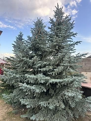 сухоцветы бишкек: Ель голубая (Picea pungens, «Blue Spruce») для озеленения участка. - — 1