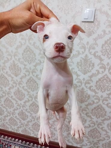 Продаются щенки питбуля 1 месяц чистокровные уже кушают at lalafo.kg Продаются щенки питбуля 1 месяц чистокровные уже кушают