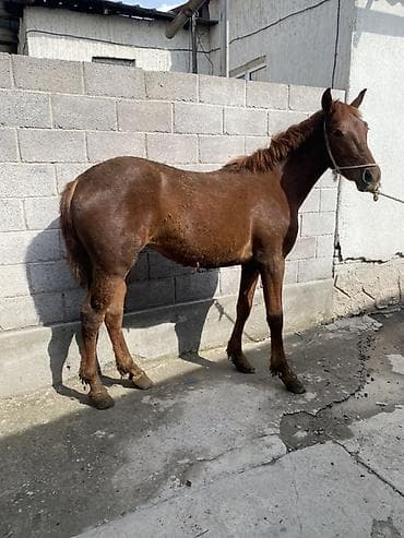 каракол животное: Сатам | Бээ (ургаачы) | Дончак | Жумушка — 6