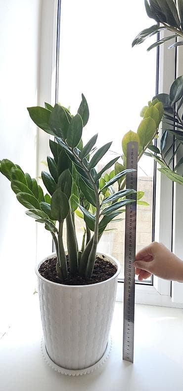 долларовое: Замиокулькас (Zamioculcas zamiifolia) в горшке - Высота растения — 2