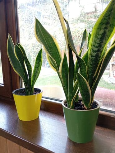 аквариум угловой: Растение сансевиерия, также известное как "тещин язык", в ярком — 6
