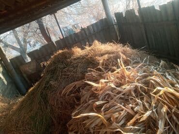 продам охотничью собаку: Сено и кукурузная ботва для кормления и подстилки. - Смесь лугового — 1