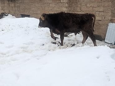 шведская корова: Продаю | Музоо, торпок | Полукровка | На откорм | Искусственник — 5