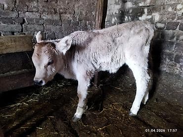 узи коров: Продаю | Музоо, торпок | На откорм | Искусственник — 3