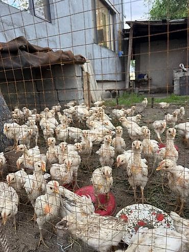 купить сокола в питомнике: Продаю | Цыплята | Бройлерная | На забой — 2