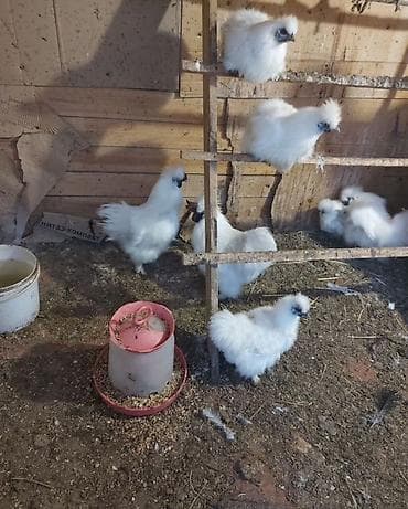 суточный цыплят: Продаю | Петух, Куры | Несушки, Для разведения — 4