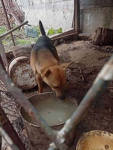 щенки ротвелера: Собака средних размеров, короткошёрстная, рыже‑палевого окраса с — 1