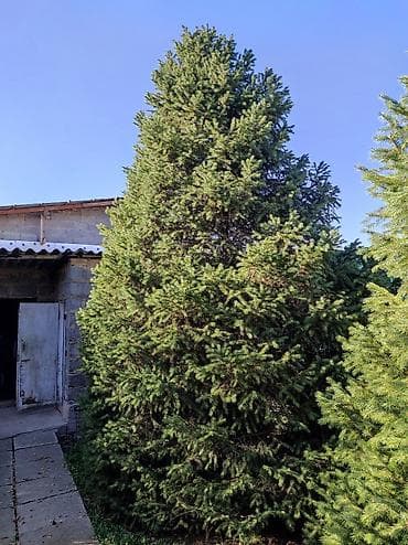 ветки елки: Продаю Ёлки — 1