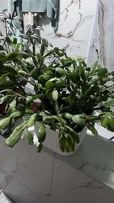 ягода калина: Декабрист (Schlumbergera) в горшке - Компактный куст с плотными — 1