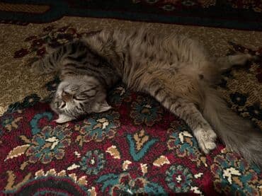 бенгальский леопардовый кот: Найдена : Скотиш Фолд (Шотландская вислоухая), Мальчик, Лиловый — 1