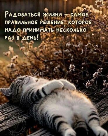 шотландские вислоухие котята в бишкеке: Беспородная, 5 месяцев, Девочка, Белый, Кастрирована, Приучена к лотку, Проглистована — 16