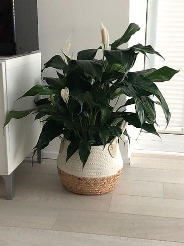пакрывал: Спатифиллюм (Spathiphyllum) — крупное комнатное растение в пластиковом — 2