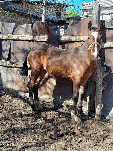 лош ат: Продаю | Жеребец | Конный спорт — 1