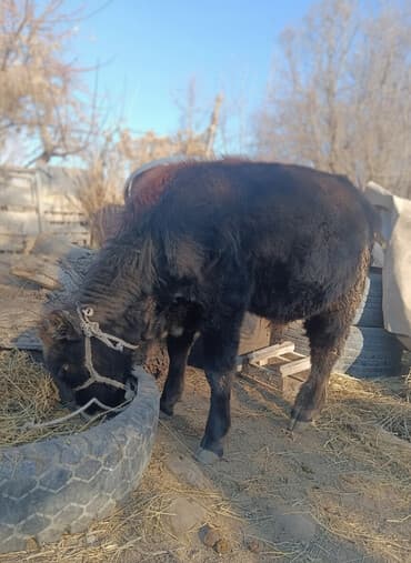 миска для животных: Продаю | Бык (самец), Тёлка | Полукровка | На откорм | Привязанные — 1