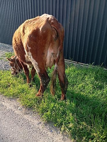 барда для коров: Продаю | Корова (самка) | Полукровка | Для молока — 4