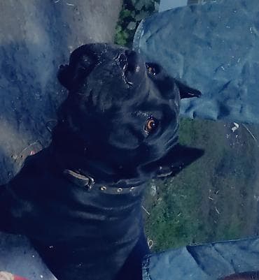 ит хаски: Щенки Кане корсе - Порода: Кане корсе (коренастые, складчатая — 6