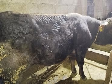 трава для животных: Продаю | Бык (самец) | На забой — 6