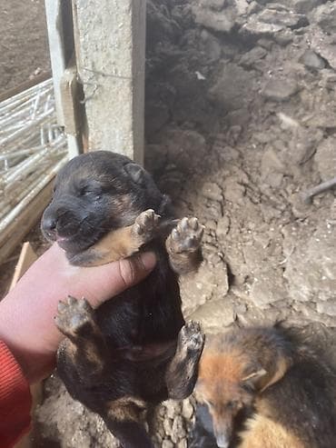 Ветеринар кызматы: Щенки немецкой овчарки 2самец 2 самки - Порода: немецкая овчарка — 2