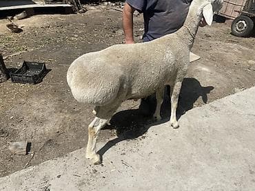 собаки сокулук: Сатам | Ургаачы кой (ургаачы) | Көбөйтүү үчүн | Асыл тукумдуу — 1