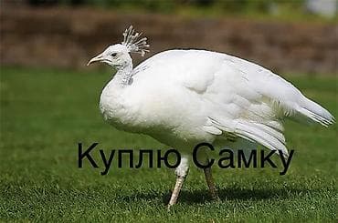 купить сокола в питомнике: Запрос на покупку: самка белого павлина Нужна самка белого павлина — 1