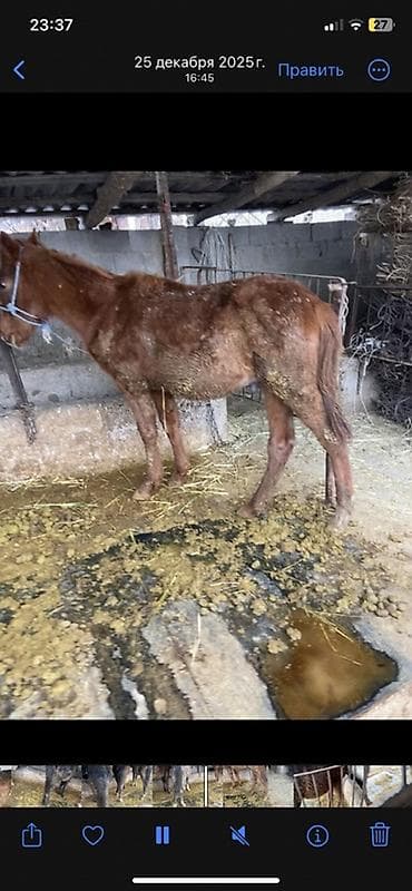 арабский конь: Продаю | Жеребенок | Полукровка | Рабочий — 3