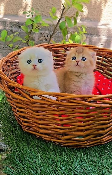 сколько стоит шиншилла: Шотландские котята. Scottish fold окрас серебристая шиншилла — 6