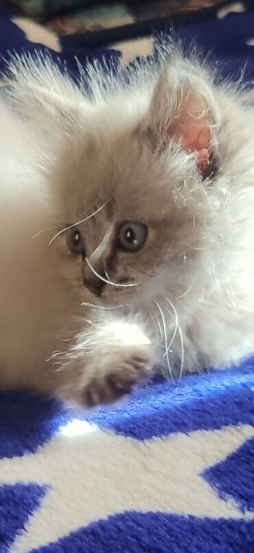 Грызуны: 2 месяца, Девочка, Приучена к лотку, Проглистована — 2