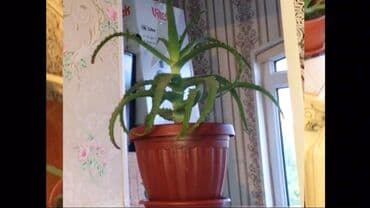 комнатные растения из голландии в бишкек каталог: Фотографии уже устарели. Теперь все алоэ намного выше и больше! — 14