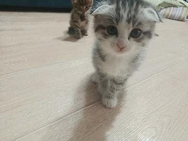 бенгалская кошка даром: 2 месяца, Мальчик — 1