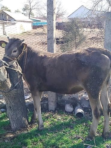 жеребец кроет кобыл: Продаю | Тёлка | Полукровка | На откорм | Привязанные — 2