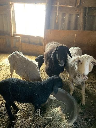 бараний жир: Продаю | Овца (самка) | Для разведения | Матка — 3