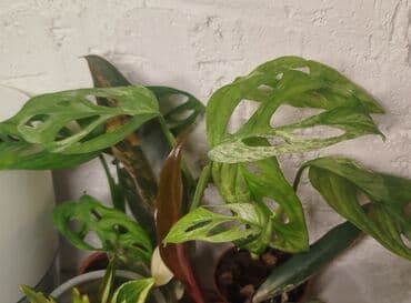 семена багира: • Сингониум Яичница - 700 сом • Монстера Адансони Минт - 1000 сом • — 2