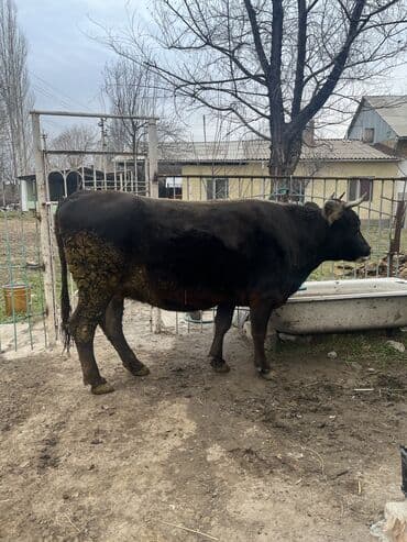 померанский мини шпиц: Продаю | Корова (самка) | Для молока | Привязанные — 6