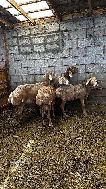 голуби птицы животный: Продаю | Овца (самка) | Для разведения — 5