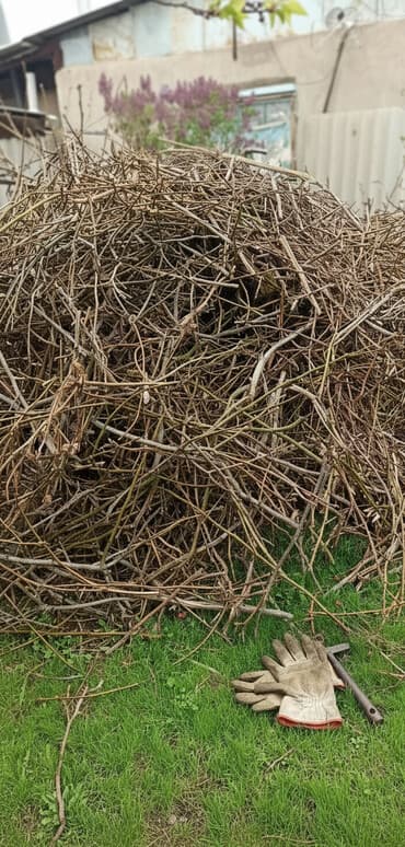 отдам в добрые руки бишкек: Отдам даром обрезки от дерева ветки Орешина. Пойдут на растопку — 2