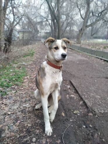 Аквариумы: Собака даром: Дворняжка, 6 месяцев, Самец — 3