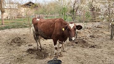 Үй жаныбарлары: Сатам | Уй (ургаачы) | Симментал | Сүт алуу үчүн — 7