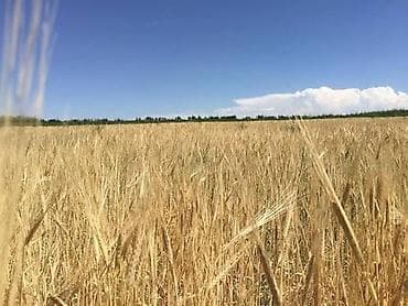 продаю фермы: Ячмень с поля 
Цена договорная

Сокулук — 1