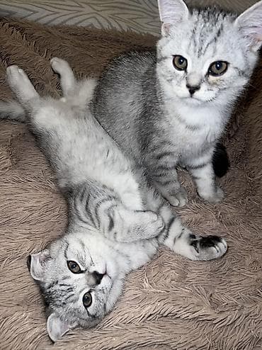 Скотиш Фолд (Шотландская вислоухая), 3 месяца, Мальчик, Серебристая шиншилла, С прививками, Приучена к лотку, С документами