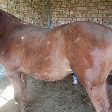Продаю | Жеребец | Рабочий