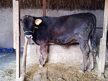 А/ч жаныбарлары үчүн тоюттар: Сатам | Бука (эркек) | Бордоп семиртүү үчүн | Байланган — 3