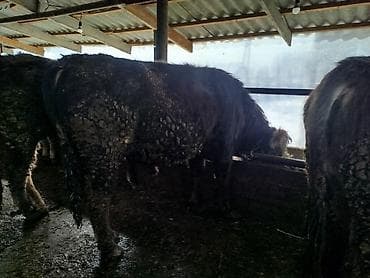 Услуги ветеринара: Продаю | Бык (самец) — 4